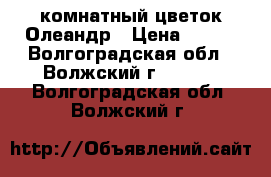 комнатный цветок Олеандр › Цена ­ 800 - Волгоградская обл., Волжский г.  »    . Волгоградская обл.,Волжский г.